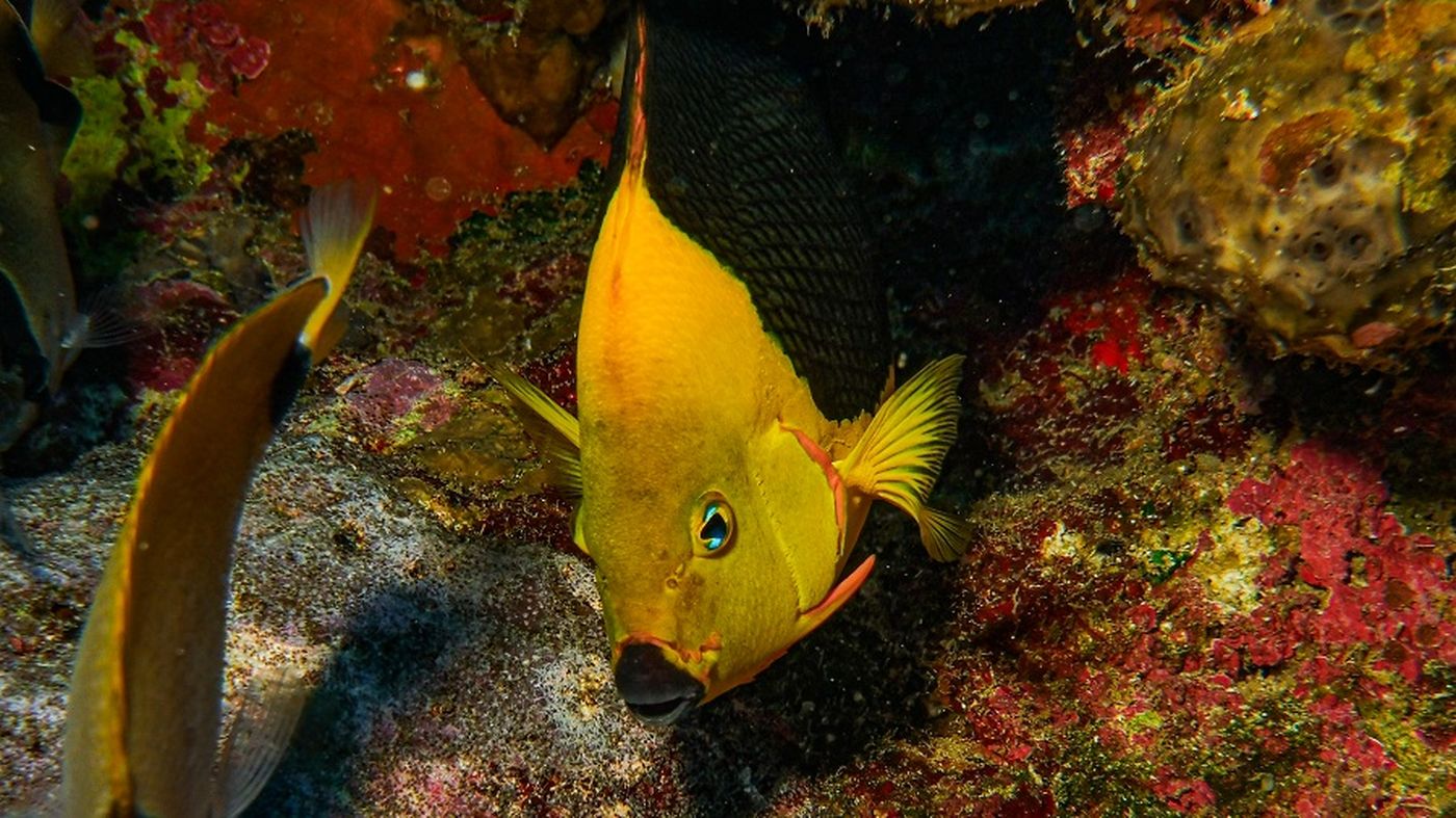 República Dominicana | Biodiversidad marina 