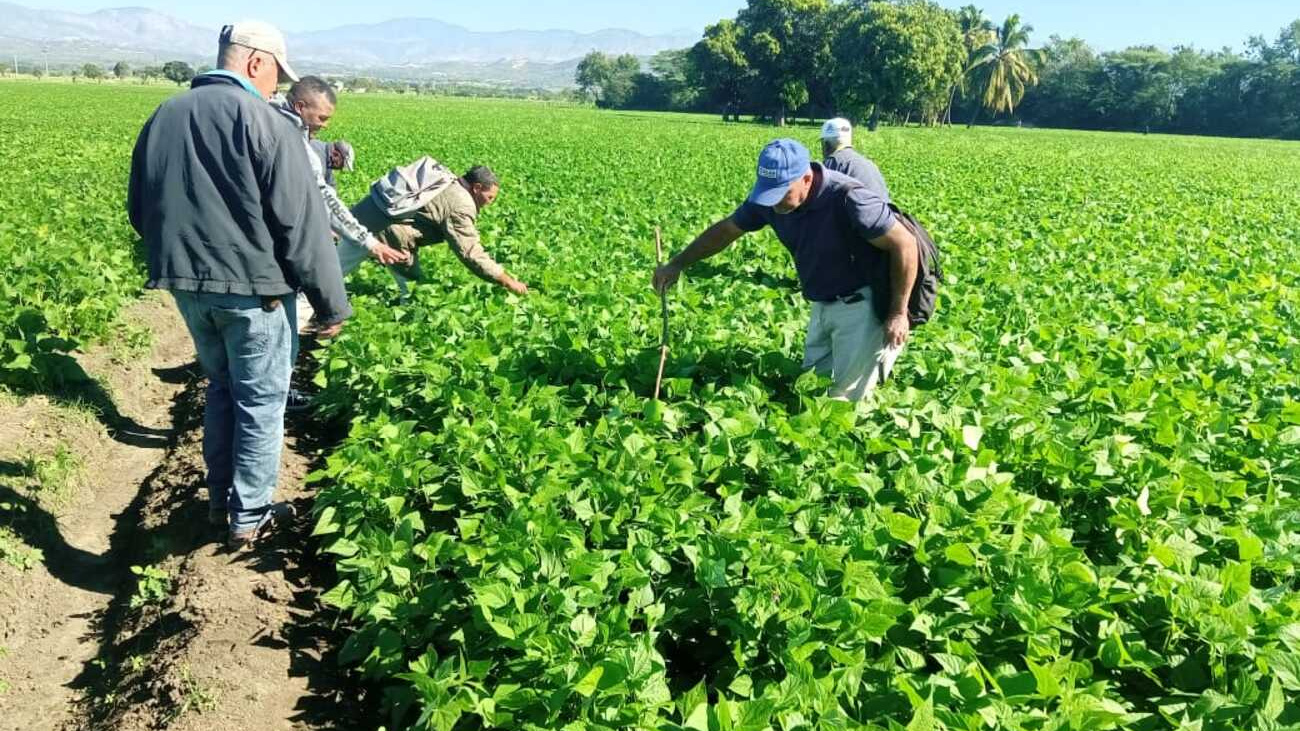 Siembra de habichuela en la provincia San Juan