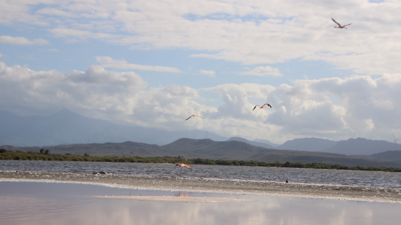 Los flamencos estaban en cautiverio