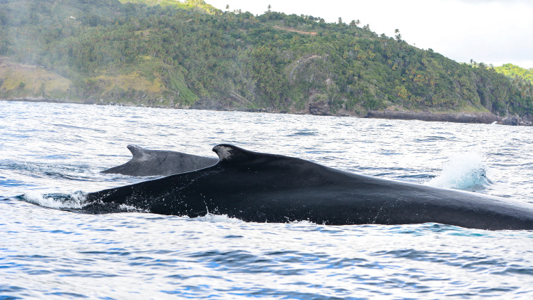 Ballenas jorobadas 